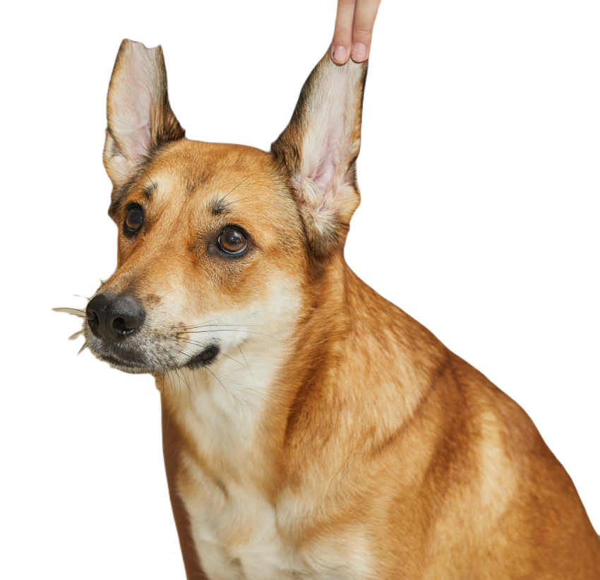 Teenager is holding red dog with big ears by the e 2023 11 27 05 12 46 utc