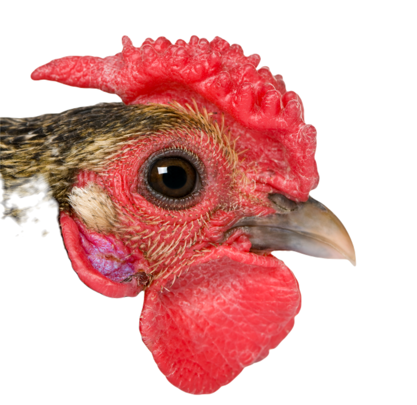 Close up of golden sebright rooster 1 year old i 2024 09 26 20 32 46 utc
