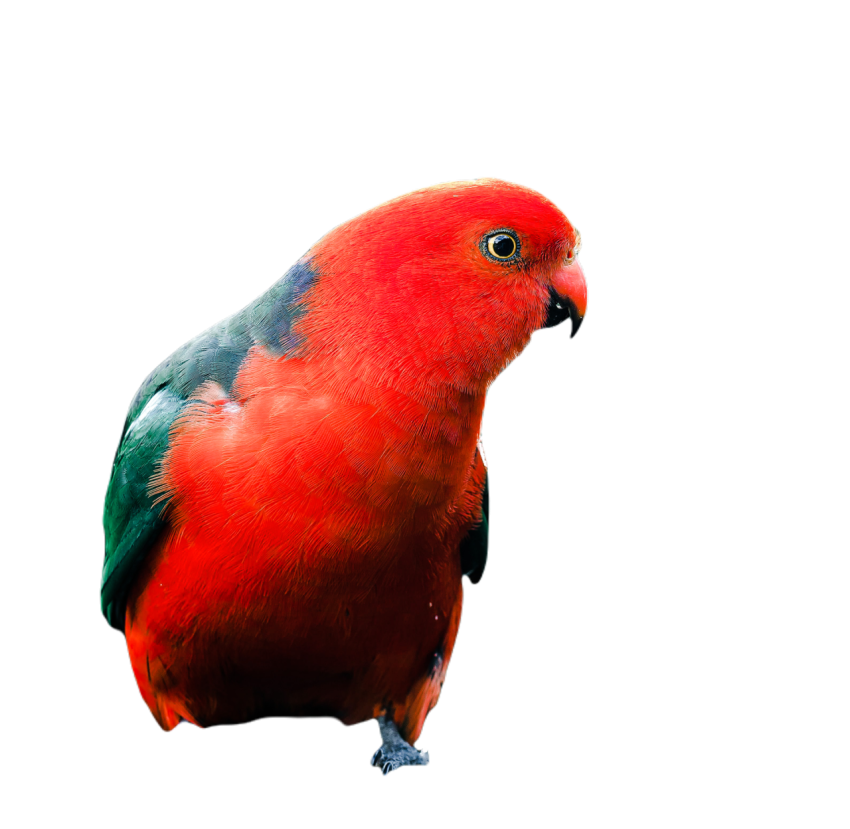 Parrots in the world png file 184