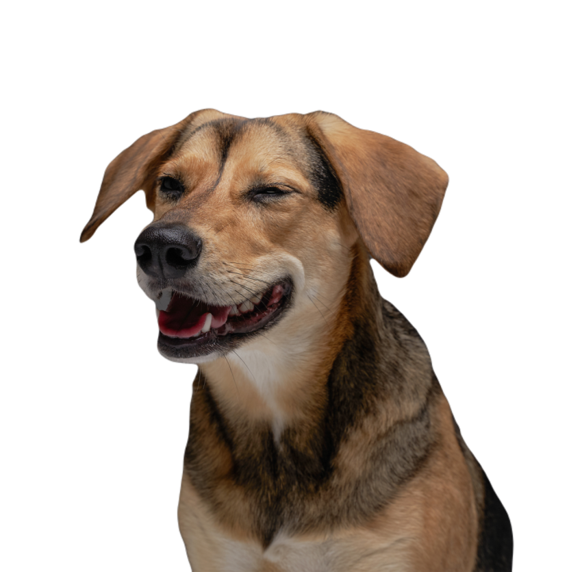 Joyful beagle dogggy with brown fur against gray b 2023 11 27 05 03 19 utc