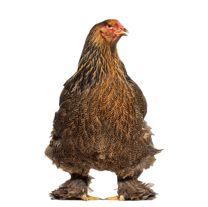 Brahma hen standing against white background 2024 09 27 03 08 32 utc