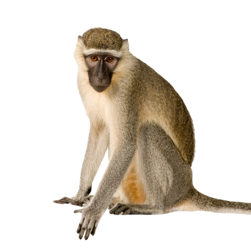 Vervet monkey chlorocebus pygerythrus 2024 09 26 19 32 56 utc