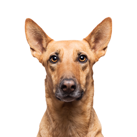 Studio portrait of a brown mongrel dog isolated on 2024 12 24 19 19 03 utc