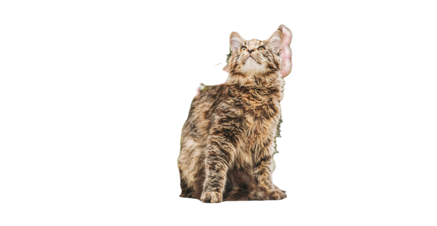Playful funny curious cute maine coon cat with red 2023 11 27 04 53 08 utc