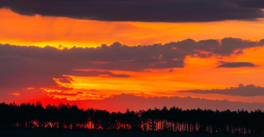 Sunset sunrise in pine forest sunny coniferous fo 2023 11 27 05 03 00 utc