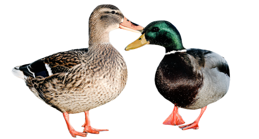 Duck png file, animal free download (frefile com) 17