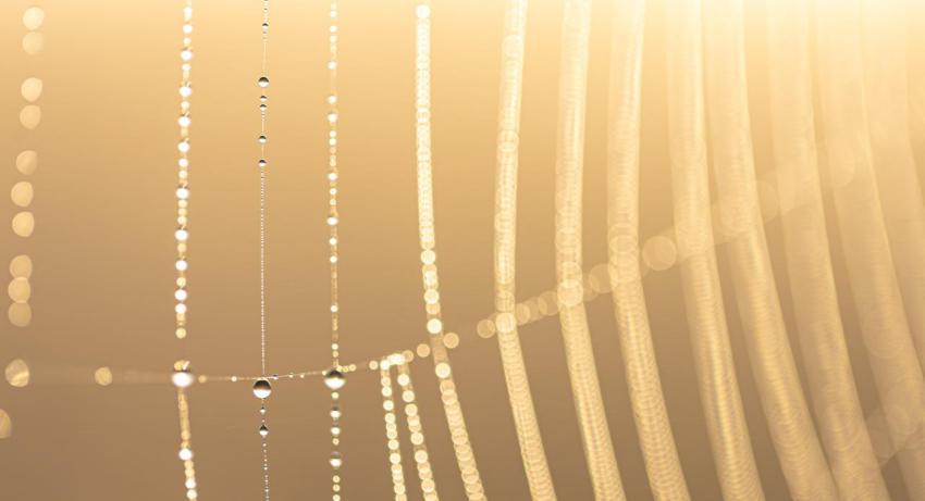 Macro shot of a drop of morning dew on a spider we 2023 11 27 05 18 13 utc