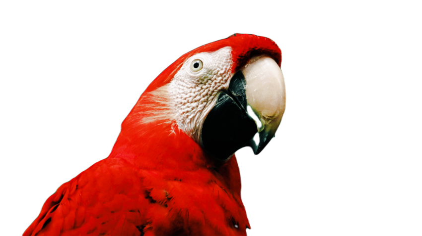 Parrots in the world png file 294