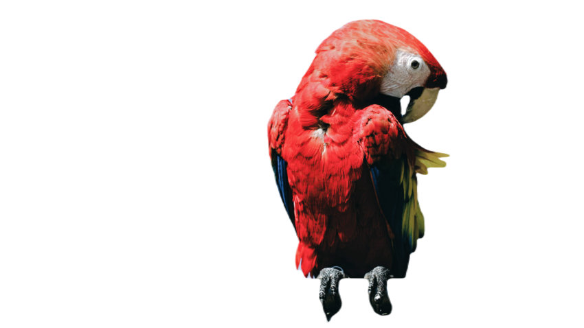 Parrots in the world png file 52