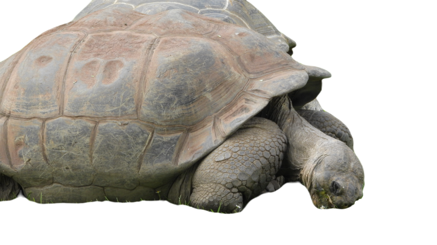 Grazing tortoise 4340055
