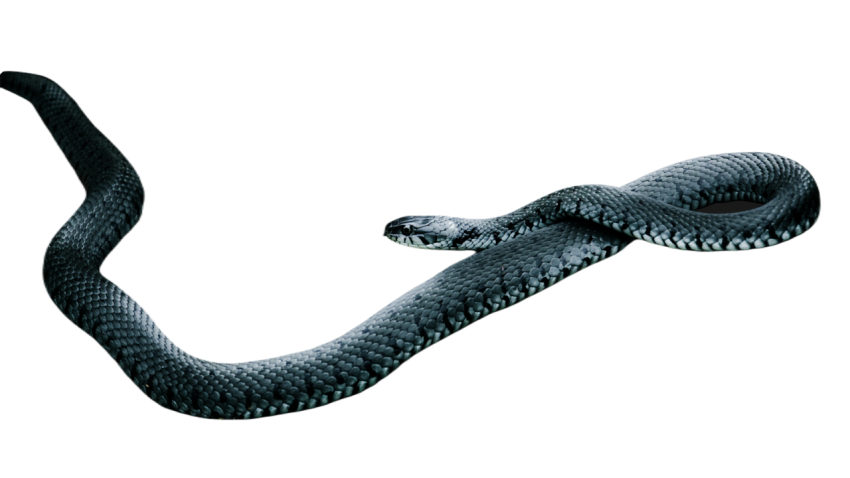 Snake png file free download (frefile com) 32