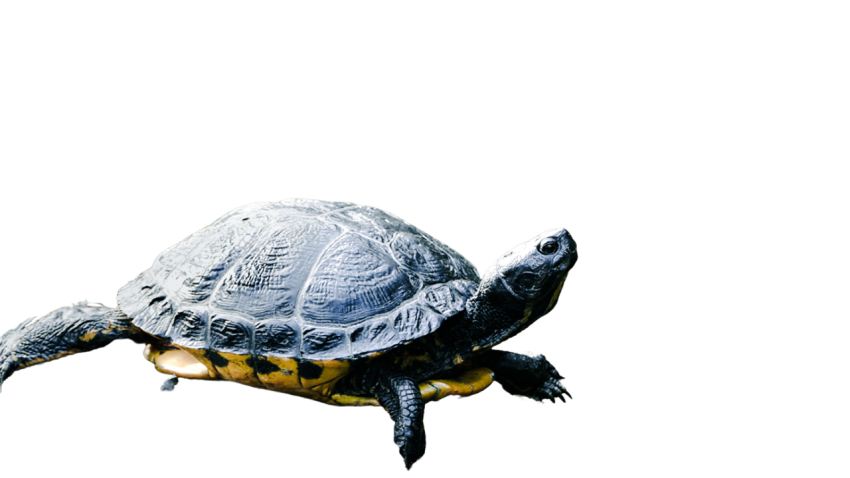 Turtle png file, free download 52