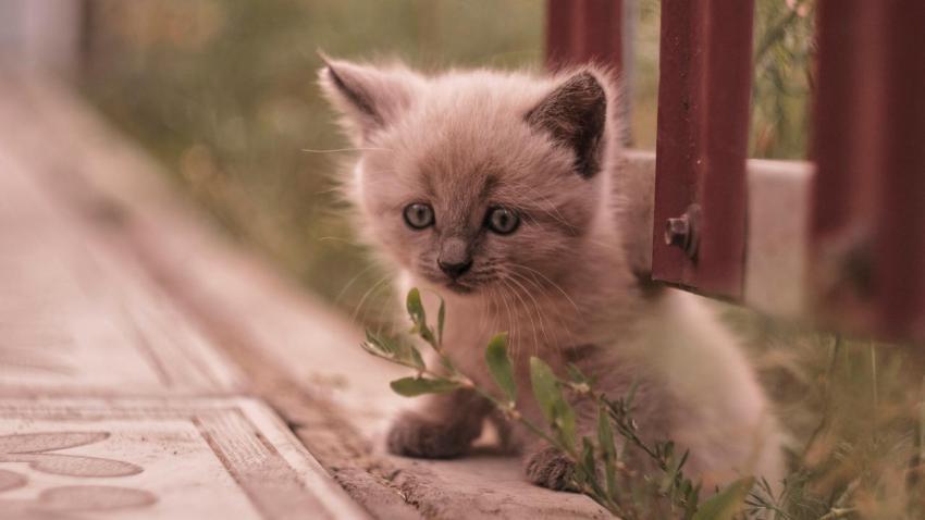 Best Wallpapers (40)
