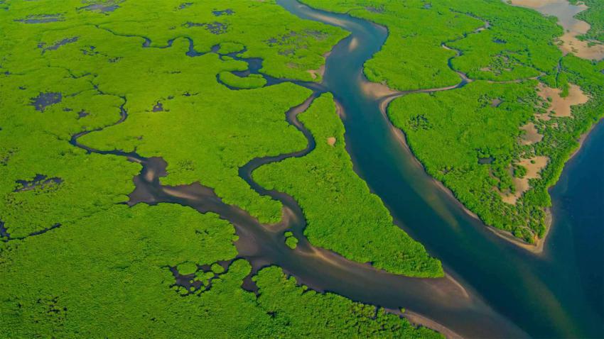 AmazonMangroves