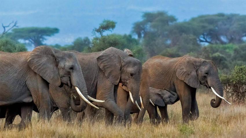AmboseliElephants