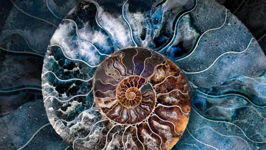 AmmoniteShell