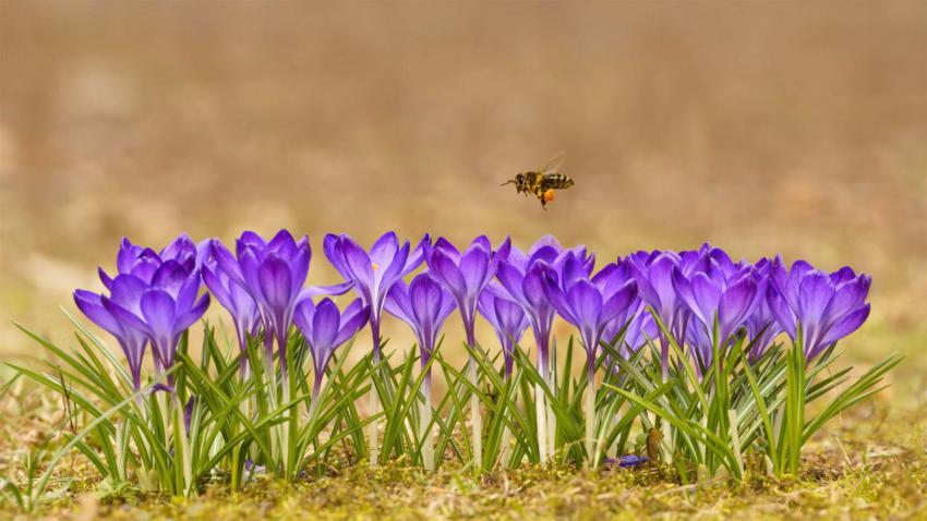 ApisMellifera 1920x1080