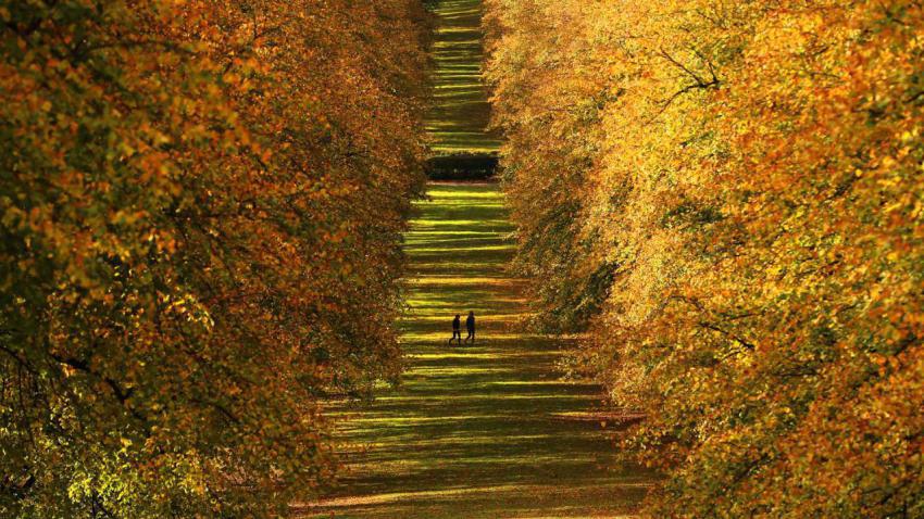 AutumnLeavesBelfastUK