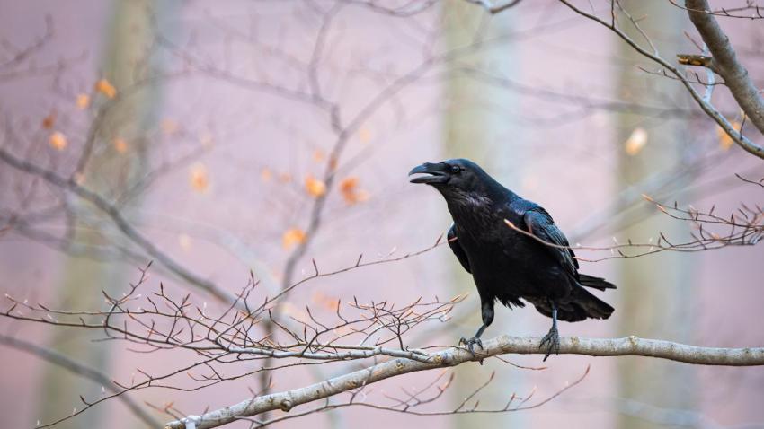 AutumnRaven
