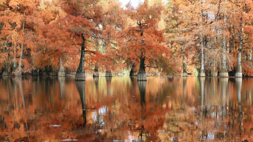 BaldCypress