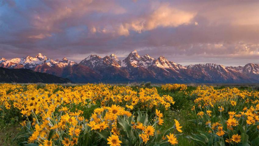 Balsamroot 1920x1080