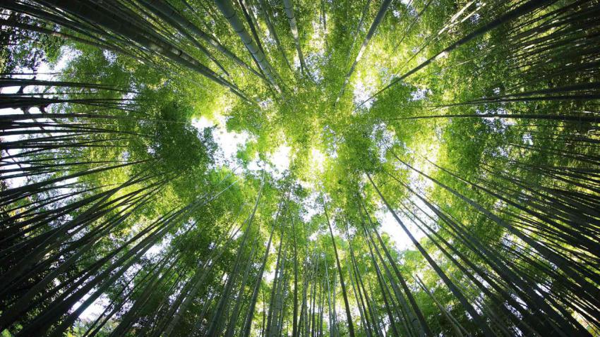 BambooTreesIndia