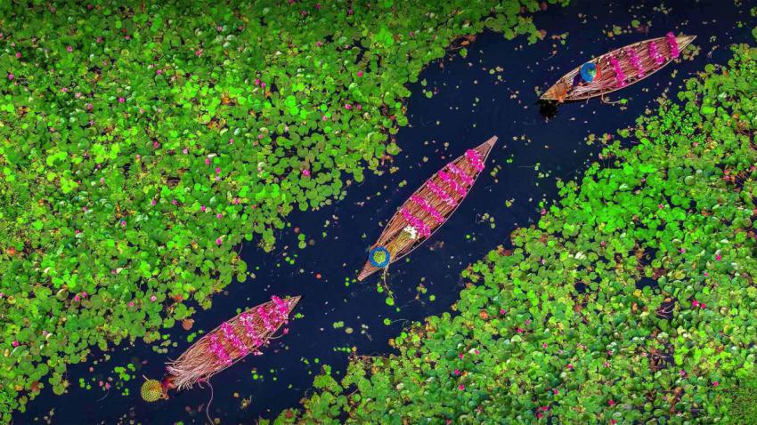 BangladeshWaterLilies