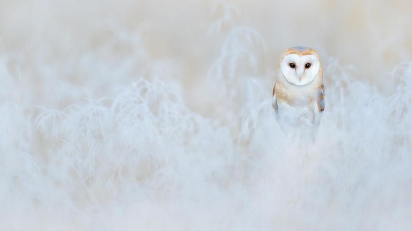 BarnOwlWinter