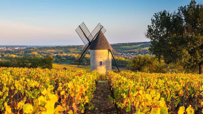 BeaujolaisVineyard