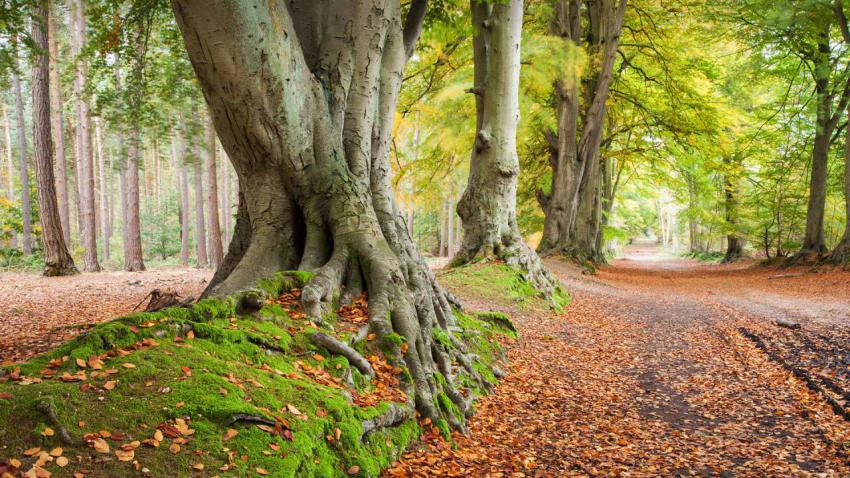 BeechTrees