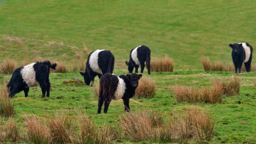 BeltedGalloway 1920x1080