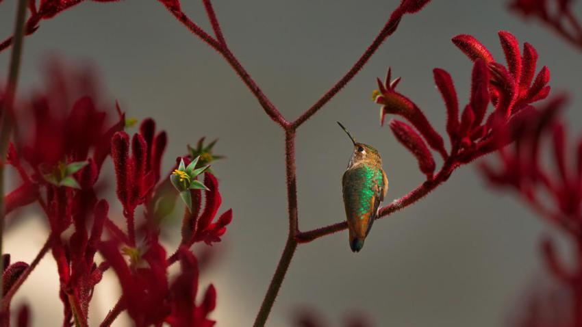 BirdcountAllen