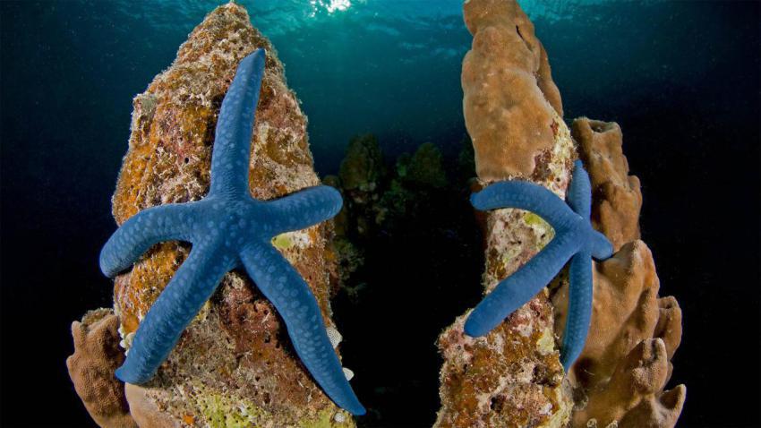 BlueLinckia
