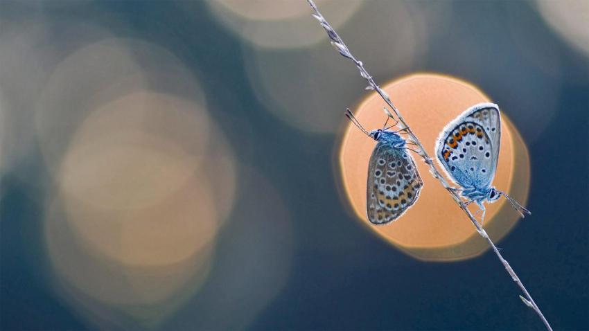 ButterflyEffect