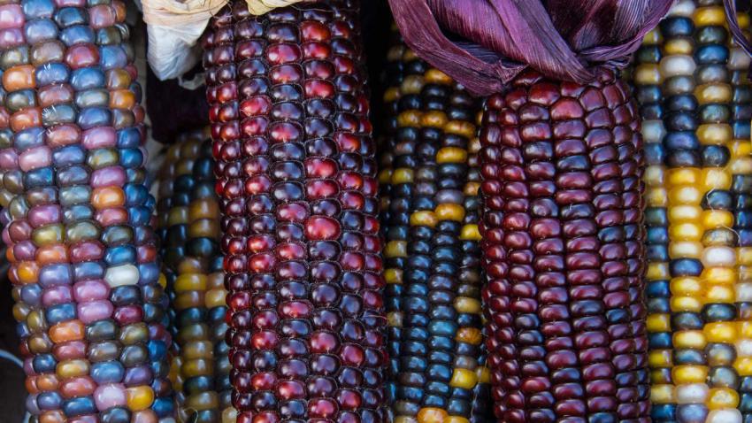 CornKernels
