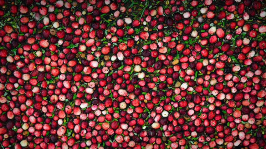 CranberryBog
