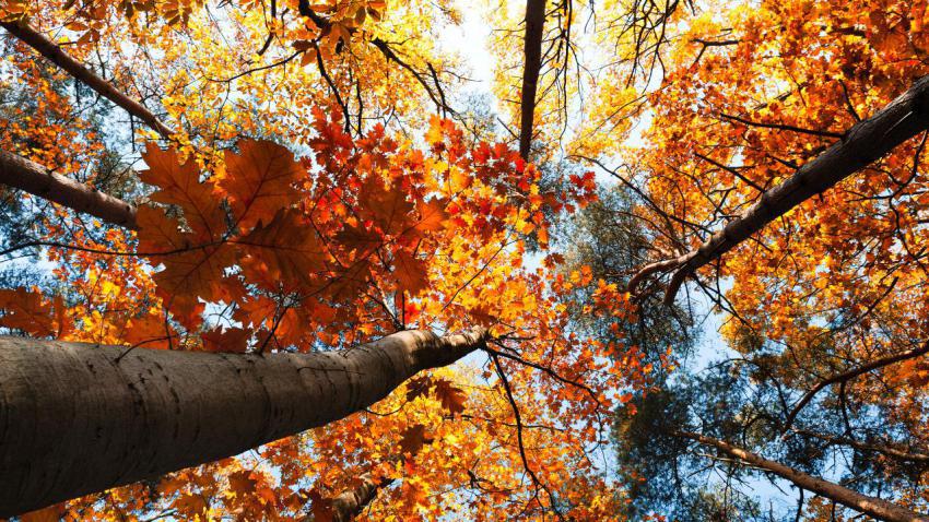 02834 canopy 2560x1440