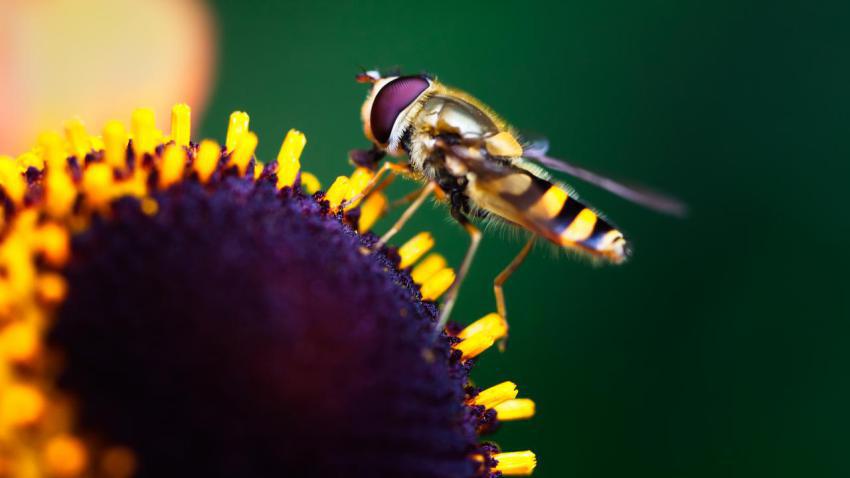 02852 natureatwork 2560x1440