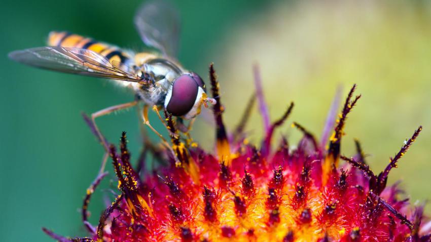 02897 hoverflyatwork 2560x1440