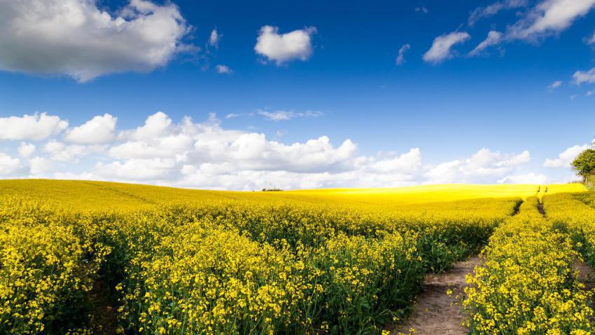 02954 thegoldenfieldsofmay 2560x1440