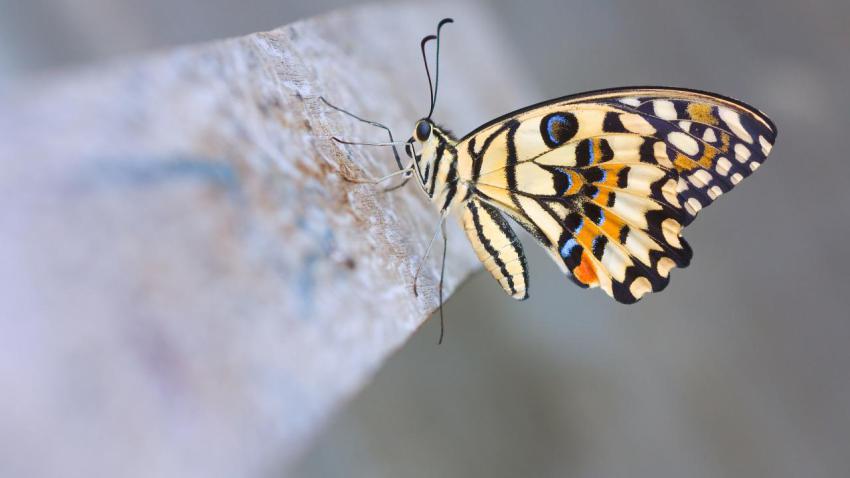 02964 papiliodemoleus 2560x1440