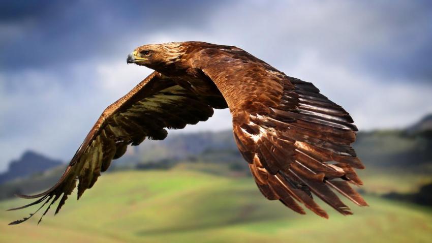 02980 kingoftheskies 2560x1440