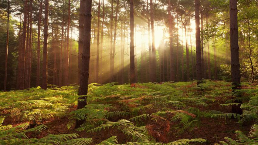 02981 forestdawniv 2560x1440