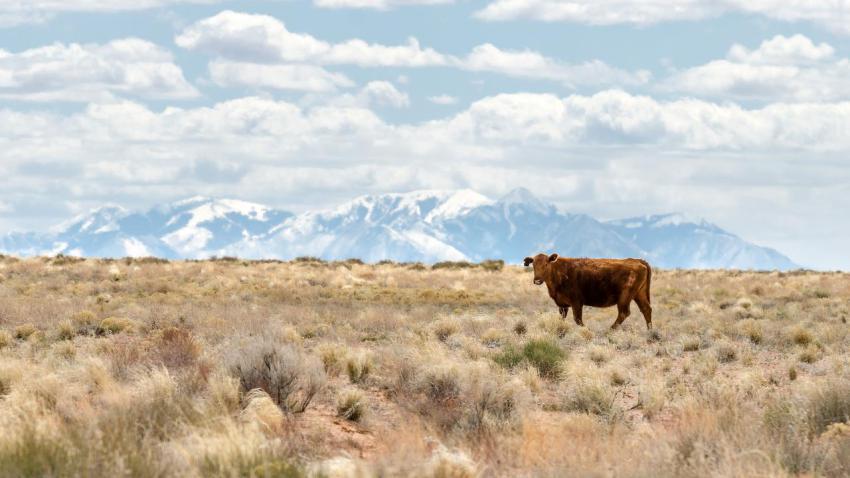 03048 lonelycow 2560x1440