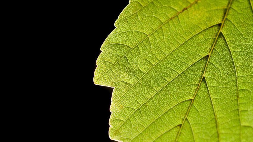 03063 leaflife 2560x1440