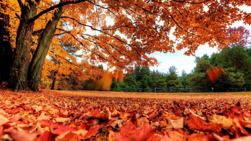 03114 mapletree 2560x1440