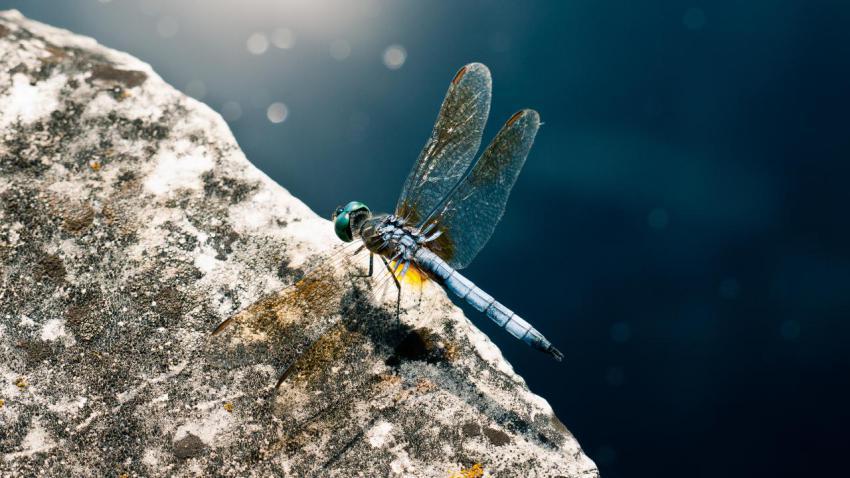 03156 bluedragonfly 2560x1440