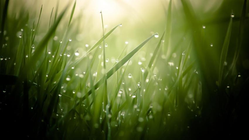 03248 morningdew 2560x1440