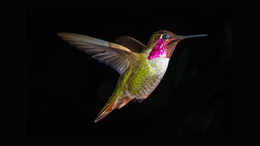 03269 hummingbirdinflight 2560x1440