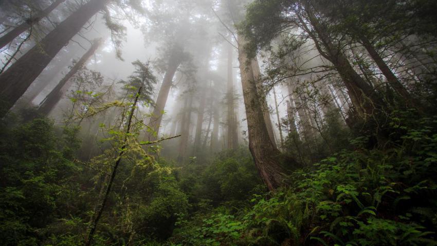 The Mist